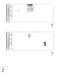 Antibody production method