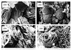 Silicate cathode for use in lithium ion batteries