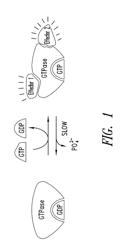 COVALENT INHIBITORS OF KRAS G12C