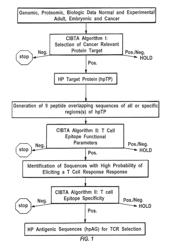 IDENTIFICATION, SELECTION AND USE OF HIGH CURATIVE POTENTIAL T CELL EPITOPES