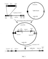 CONSTRUCTION OF FULLY-DELETED ADENOVIRUS-BASED GENE DELIVERY VECTORS AND USES THEREOF