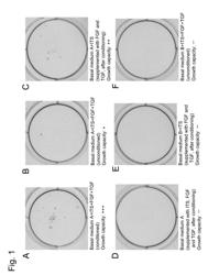 METHOD FOR SCREENING FOR PLURIPOTENT STEM CELL GROWTH-PROMOTING FACTOR