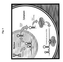 Methods and compositions involving miRNA and miRNA inhibitor molecules