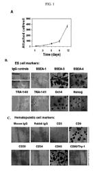 Isolation of CD14 negative, CD45 positive and CD117 positive embryonic-like stem cells free of monocytes from human umbilical cord blood mononuclear cells