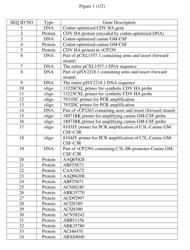 RECOMBINANT CDV COMPOSITIONS AND USES THEREOF