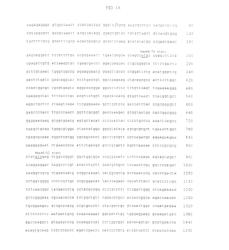 ADENO-ASSOCIATED VIRUS (AAV) SEROTYPE 8 SEQUENCES, VECTORS CONTAINING SAME, AND USES THEREFOR