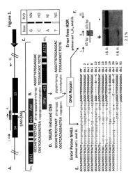 TALEN-based gene correction