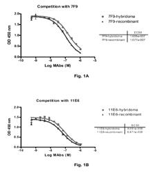 Antibodies to receptor of advanced glycation end products (RAGE) and uses thereof