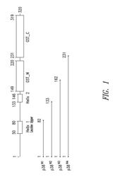 Innovative discovery of therapeutic, diagnostic, and antibody compositions related to protein fragments of P38 multi-tRNA synthetase complex