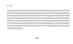 COMPOSITIONS, KITS AND METHODS FOR DETECTION OF CAMPYLOBACTER NUCLEIC ACID