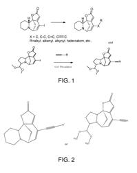 SMALL MOLECULE SECURININE AND NORSECURININE ANALOGS AND THEIR USE IN CANCERS, INFLAMMATORY DISEASES AND INFECTIONS