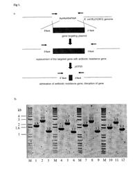 A BACTERIAL SURROGATE FOR TESTING OF ANTIMALARIALS: THYA KNOCKOUT, FOLA KNOCKOUT, FOLP KNOCKOUT, AND FOLK KNOCKOUT BACTERIA FOR TESTING OF INHIBITION OF ANTIFOLATE PATHWAY