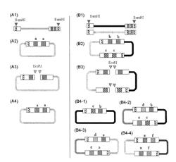 Method for exclusive selection of circularized DNA from monomolecular DNA in circularizing DNA molecules