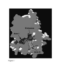 Dual PPAR-δ PPAR-γ agonists