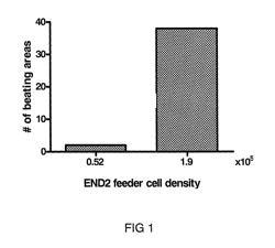 Differentiation of pluripotent stem cells with a kinase inhibitor or PGI2