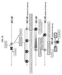 Compositions and methods for differentiating pluripotent stem cells into primitive blood cells and uses thereof