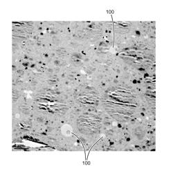 Dental compositions comprising a fatty mono(meth)acrylate