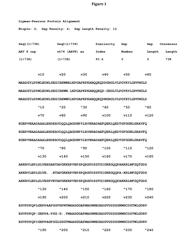 Recombinant adeno-associated virus delivery of alpha-sarcoglycan polynucleotides