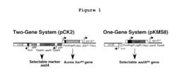 Selectable marker gene and methods of use thereof in transplastomic plants