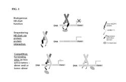 INTERFERING WITH HD-ZIP TRANSCRIPTION FACTOR REPRESSION OF GENE EXPRESSION TO PRODUCE PLANTS WITH ENHANCED TRAITS