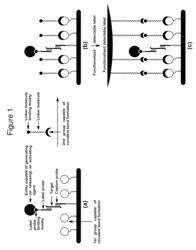 Methods and compositions for the target-localized anchoring of detectable label