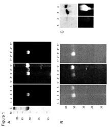 MATERIALS AND METHODS FOR ANALYSING GLYCATION