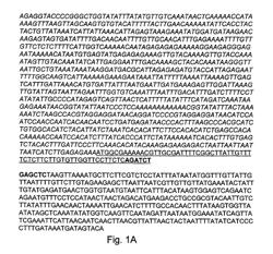 Recombinant influenza virus-like particles (VLPs) produced in transgenic plants expressing hemagglutinin