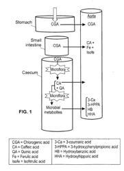 EFFECTS OF A DECAFFEINATED GREEN COFFEE EXTRACT ON BODY WEIGHT CONTROL BY REGULATION OF GLUCOSE METABOLISM