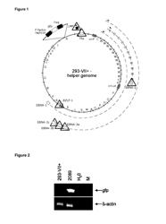 EPSTEIN-BARR-VIRUS VACCINE