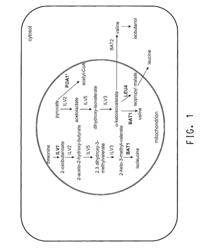 Increased Production of Isobutanol in Yeast with Reduced Mitochondrial Amino Acid Biosynthesis