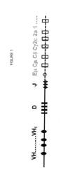 COMPOSITIONS AND METHODS FOR INHIBITING ENDOGENOUS IMMUNOGLOBULIN GENES AND PRODUCING TRANSGENIC HUMAN IDIOTYPE ANTIBODIES