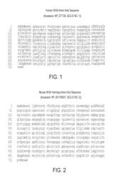 ANTI-VASA ANTIBODIES, AND METHODS OF PRODUCTION AND USE THEREOF