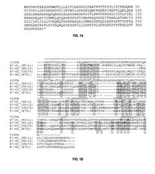 VISTA-Ig for Treatment of Autoimmune, Allergic and Inflammatory Disorders