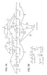 MICROORGANISMS AND METHODS FOR THE COPRODUCTION 1,4-BUTANEDIOL AND GAMMA-BUTYROLACTONE