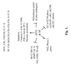 Method for delivery and use of isothiocyanates for prophylaxis and/or therapy of bladder cancer