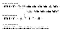 Determining the replicative history of lymphocytes