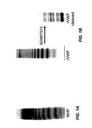 Methods of measuring ADAMTS 13 activity