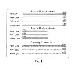 Recombinase Polymerase Amplification