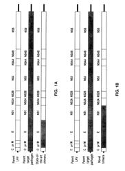 Flaviviruses expressing the prM, E, and NS1 proteins of other flaviviruses and uses thereof