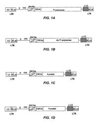 Cells and methodology to generate non-segmented negative-strand RNA viruses