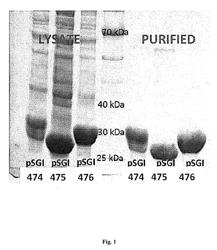 Method for synthesizing FDCA and derivates thereof