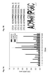 PEPTIDE MIMOTOPES OF CLAUDIN 18.2 AND USES THEREOF