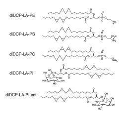 Phospholipid compound containing unsaturated fatty acid derivative having cyclopropane ring