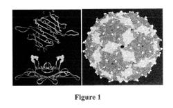 PLASMIDS AND METHODS FOR PEPTIDE DISPLAY AND AFFINITY-SELECTION ON VIRUS-LIKE PARTICLES OF RNA BACTERIOPHAGES