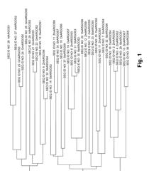 Maize genes for controlling plant growth and organ size and their use in improving crop plants