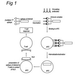 Peptides, conjugates and method for increasing immunogenicity of a vaccine