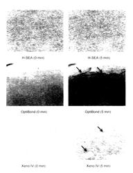 Hydrophobic self-etch dental adhesive compositions