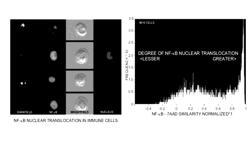 Image-based quantitation of molecular translocation