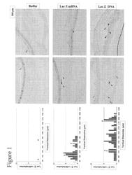 COMBINATION THERAPY FOR IMMUNOSTIMULATION