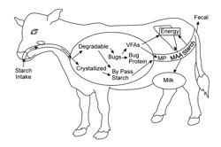 METHOD FOR PROCESSING FEED GRAIN FOR DAIRY ANIMALS